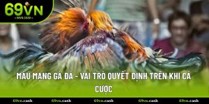 màu mạng gà đá