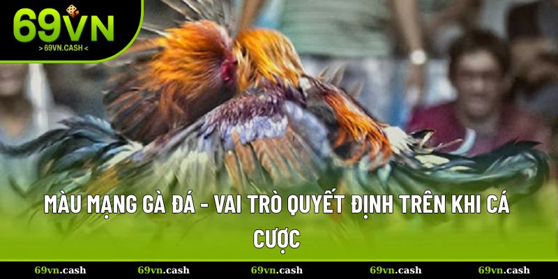 màu mạng gà đá