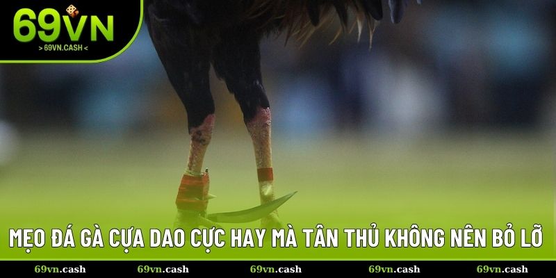 Mẹo đá gà cựa dao