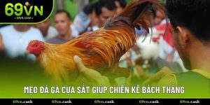 mẹo đá gà cựa sắt